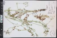 Carum carvi image
