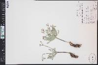 Lomatium planosum image