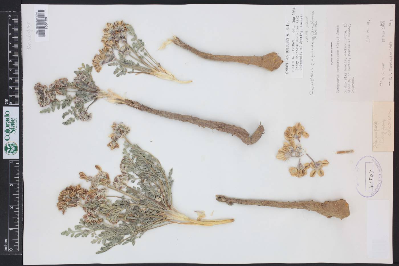 Vesper bulbosus image