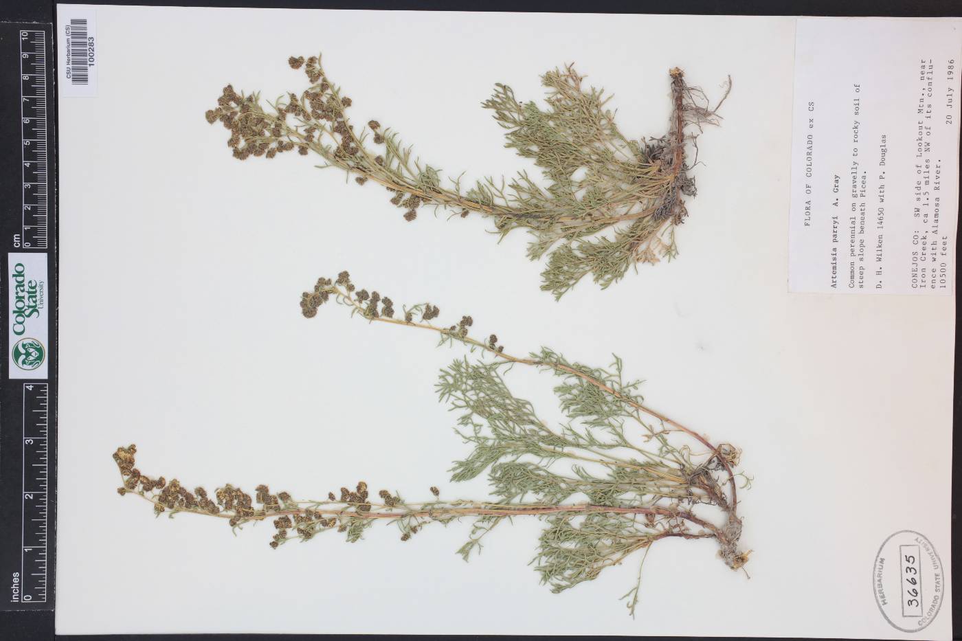 Artemisia laciniata subsp. parryi image