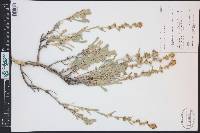 Artemisia spiciformis image