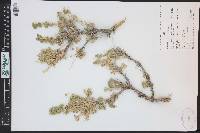 Picrothamnus desertorum image