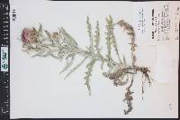 Cirsium flodmanii image