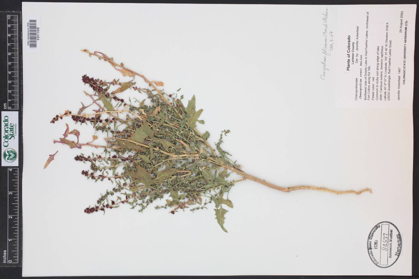 Blitum virgatum image