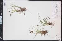 Carex haydeniana image