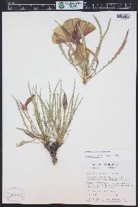Oenothera acutissima image