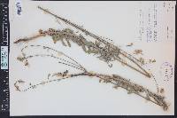 Oenothera cinerea image