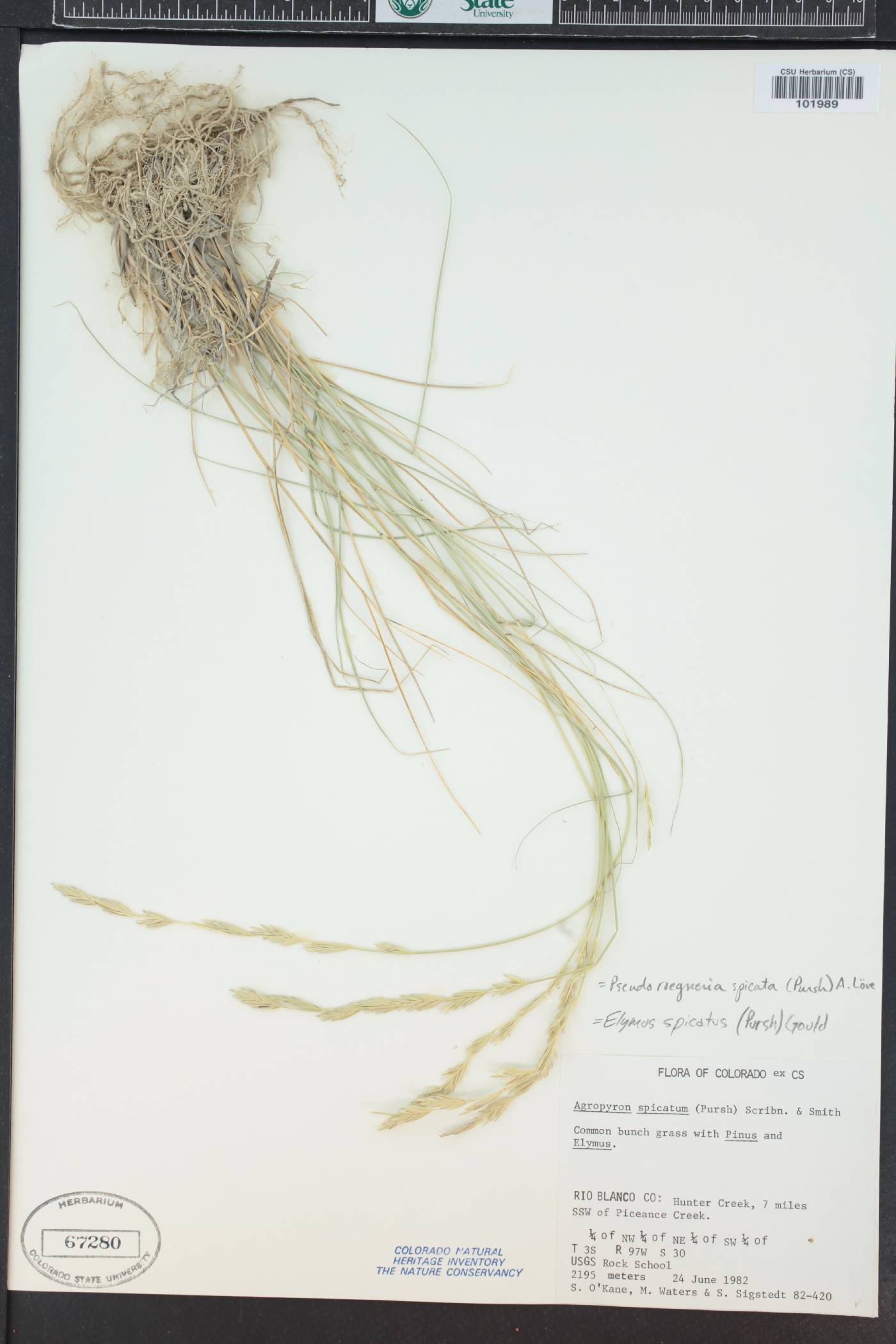 Pseudoroegneria spicata f. spicata image