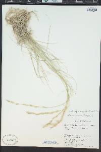 Pseudoroegneria spicata f. spicata image