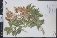 Sapindus saponaria image