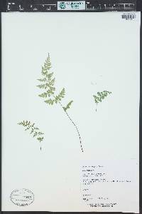 Woodsia oregana subsp. cathcartiana image