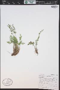 Cryptogramma acrostichoides image