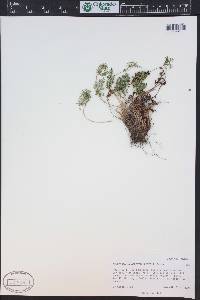 Cryptogramma acrostichoides image