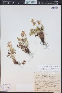 Cryptogramma acrostichoides image