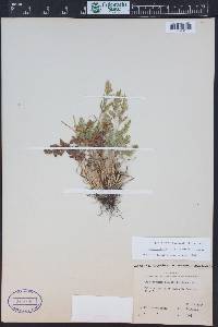 Cryptogramma acrostichoides image