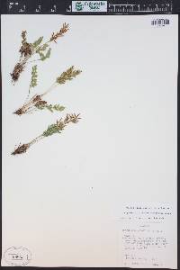Cryptogramma acrostichoides image
