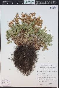 Cryptogramma acrostichoides image
