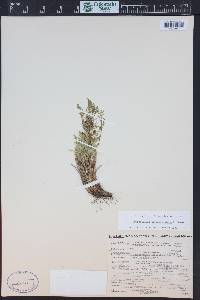 Cryptogramma acrostichoides image