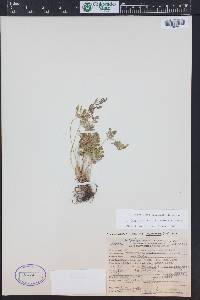 Cryptogramma acrostichoides image