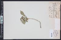 Toxicodendron rydbergii image