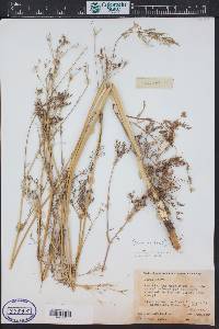 Carum carvi image