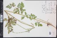 Conioselinum scopulorum image