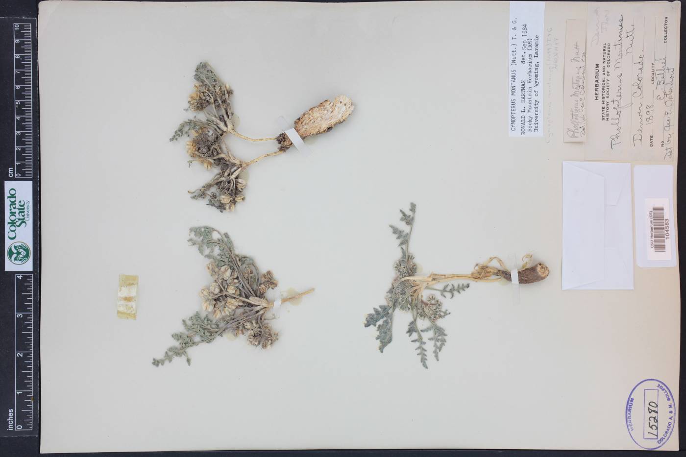 Vesper montanus image