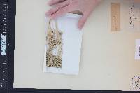 Lomatium planosum image