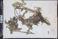 Osmorhiza occidentalis image