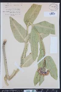 Asclepias speciosa image