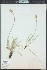 Agoseris glauca image