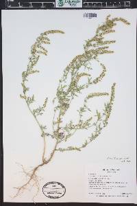 Ambrosia acanthicarpa image