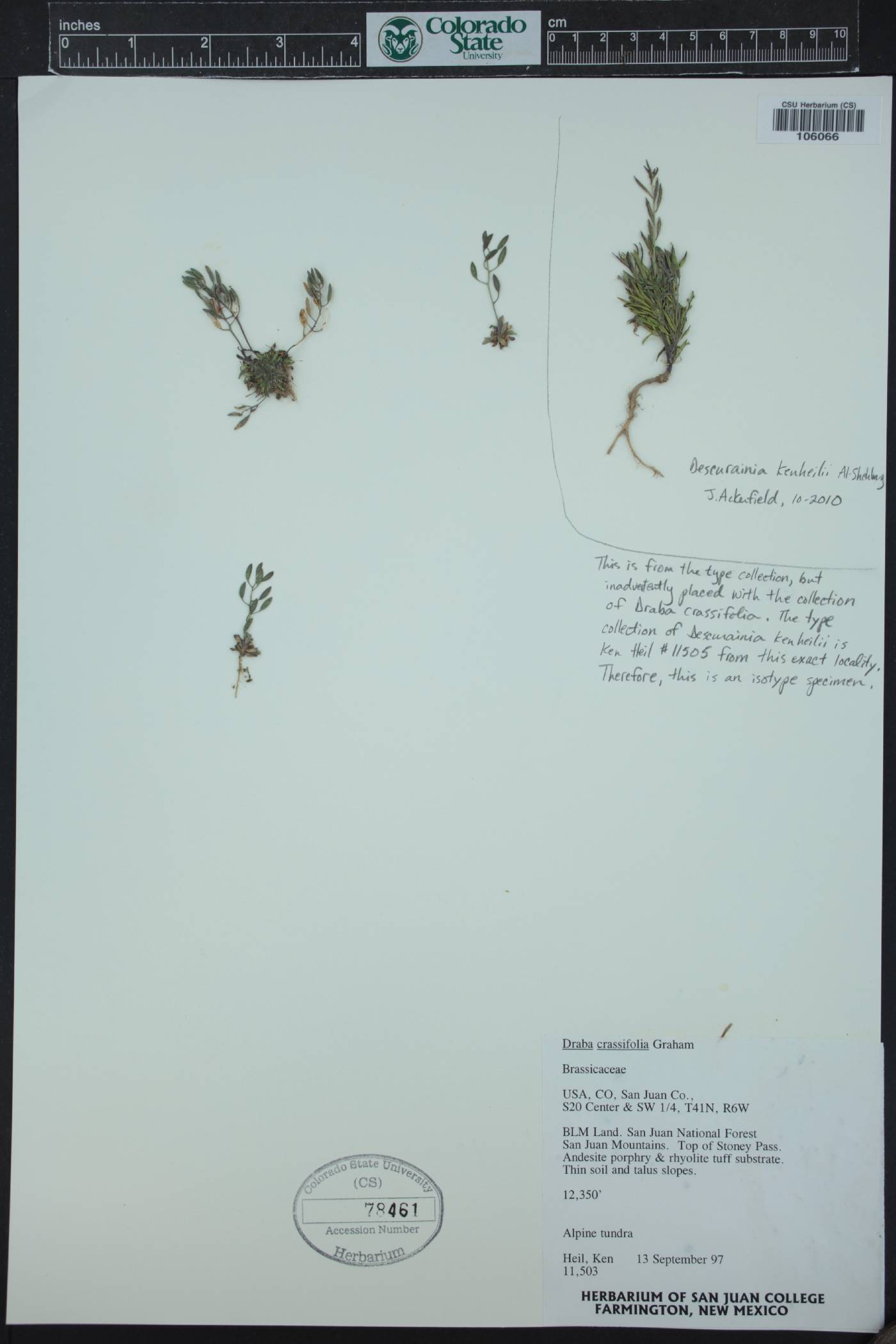 Descurainia kenheilii image