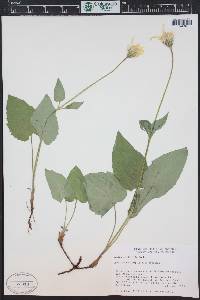Arnica cordifolia image