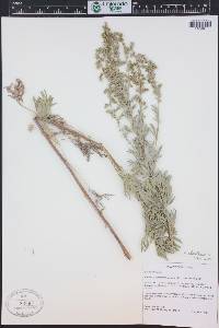 Artemisia absinthium image