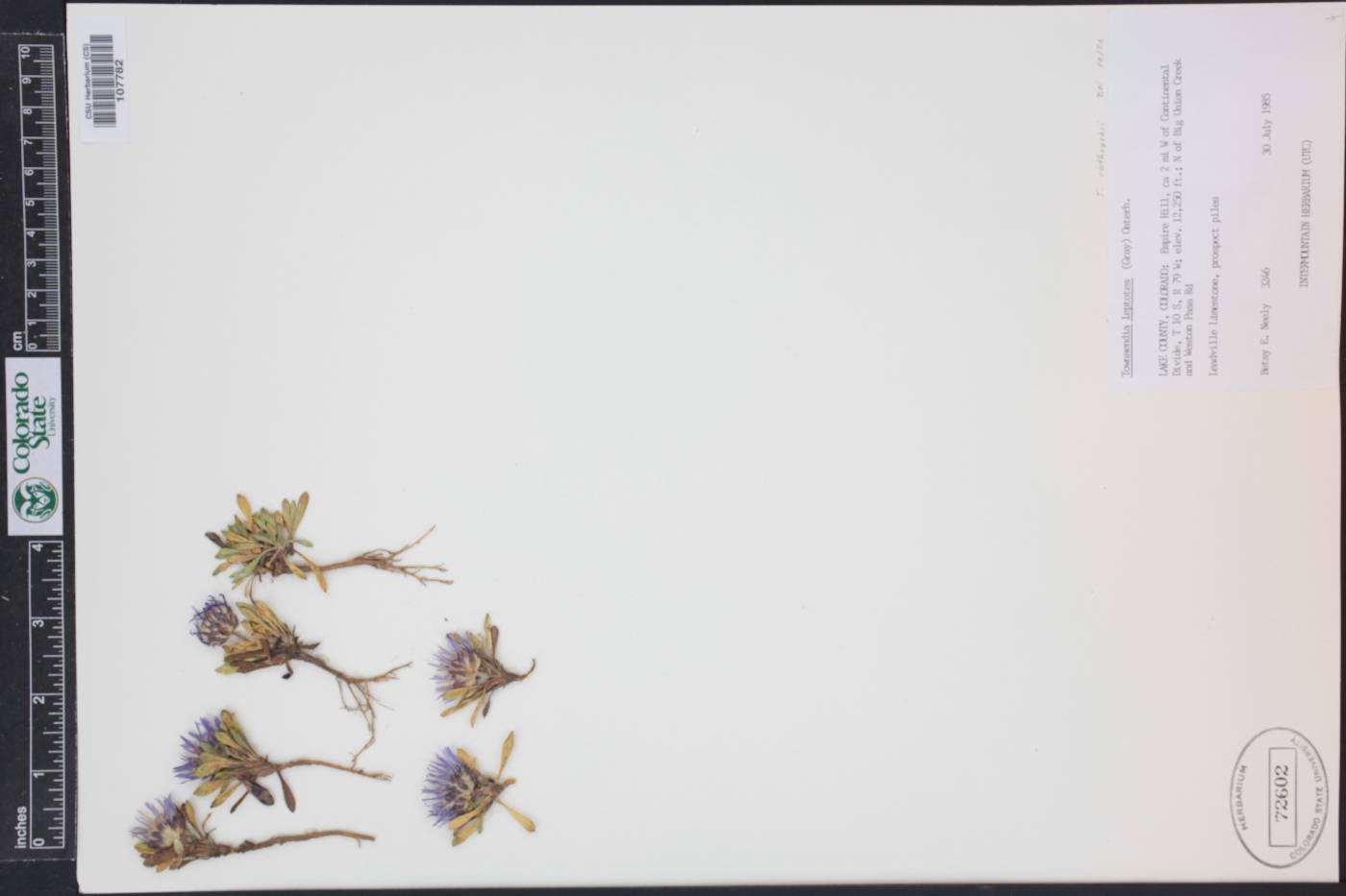 Townsendia rothrockii image