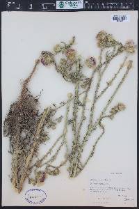 Carduus acanthoides image