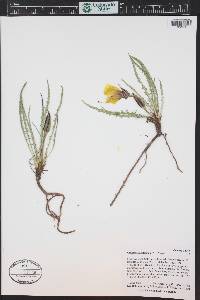 Oenothera acutissima image