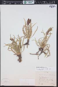 Oenothera acutissima image