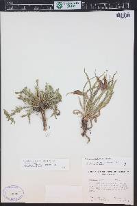 Oenothera acutissima image