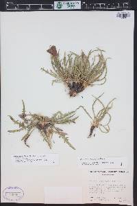 Oenothera acutissima image