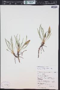 Oenothera acutissima image