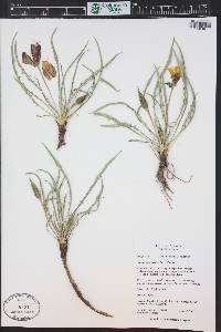 Oenothera acutissima image