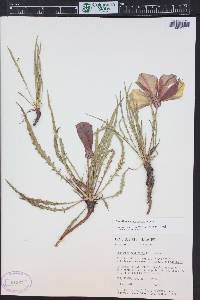 Oenothera acutissima image
