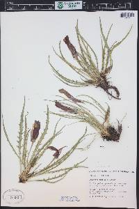 Oenothera acutissima image