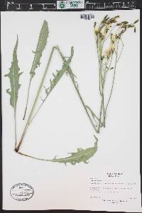 Crepis acuminata image