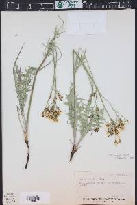 Crepis acuminata image