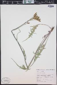 Crepis acuminata image