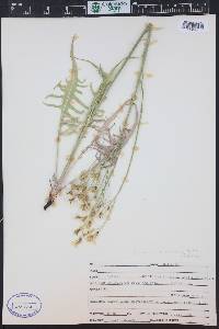 Crepis acuminata image