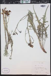 Crepis acuminata image